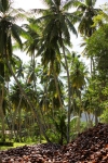 Coconuts and trees.jpg